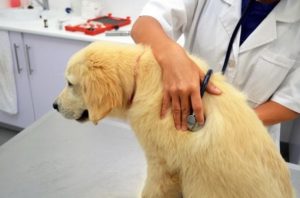 How to Prepare for Your Puppy’s First Veterinarian Hospital Visit