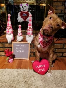 puppy on Valentine's Day