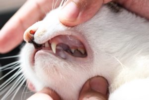 pet dental health