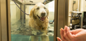 dog with osteoarthritis using water therapy