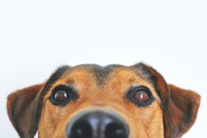 How to Help Dogs with Noise Aversion