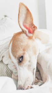 ear infections in dogs