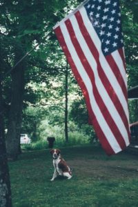 Independence Day and Pet Safety