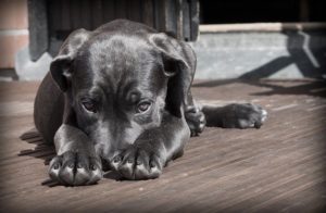 Anxiety in Dogs Mount Carmel Animal Hospital