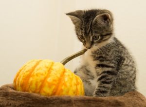 Halloween Pet Safety Tips MCAH