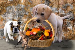 Thanksgiving Pet Safety Tips