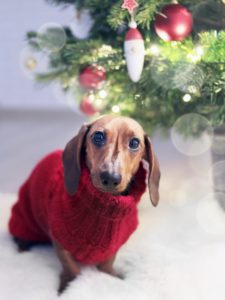 pet safety winter tips