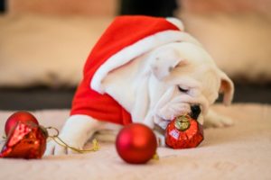 Holiday Pet Safety Tips Mount Carmel Animal Hospital