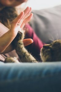 Pet Owners' 2021 New Year's Resolutions MCAH