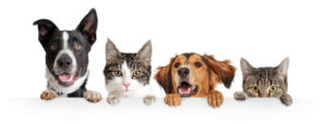 Bringing home a new puppy or kitten tips from MCAH