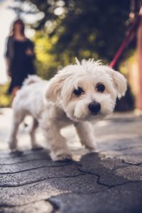 Walk Your Pet Month MCAH