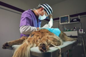 How Anesthesia works at Mount Carmel Animal Hospital