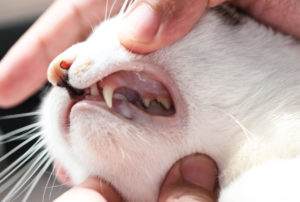 Pet Dental Health Month Mount Carmel Animal Hospital