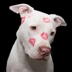 Valentine's Day and Pet Safety Mount Carmel Animal Hospital