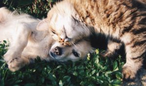 National Adopt A Pet Shelter Day MCAH Online