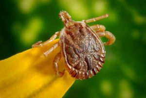 Lyme Disease Prevention Month MCAH