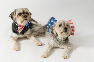 Independence Day Pet Safety Mount Carmel Animal Hospital 