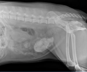 Bladder Stones in Dogs Mount Carmel Animal Hospital 