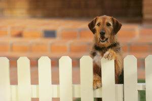 National Mutt Day MCAH Online 