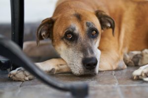 Noise Aversion in Dogs MCAH Online