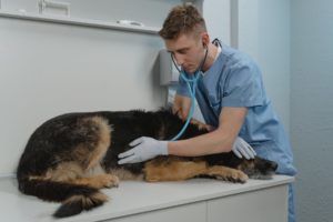 Kennel Cough Symptoms Mount Carmel Animal Hospital