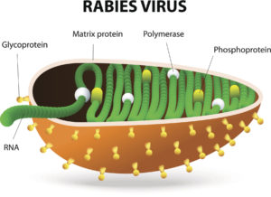 World Rabies Day Mount Carmel Animal Hospital