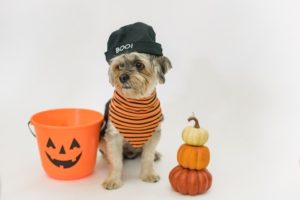 Halloween Pet Safety Tips Mount Carmel Animal Hospital