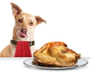 thanksgiving mount carmel animal hospital