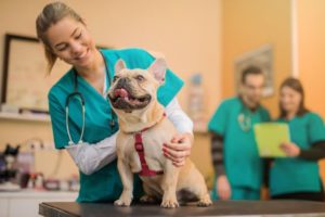 What's Involved in Veterinary Dental Care At MCAH?