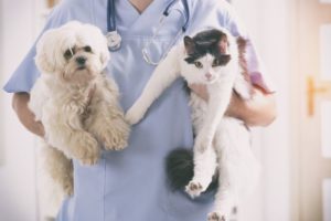 Poison Prevention Week: Keeping Your Pet Safe