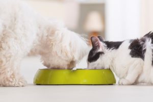 National Nutrition Month: Myths and Facts About Dog Food