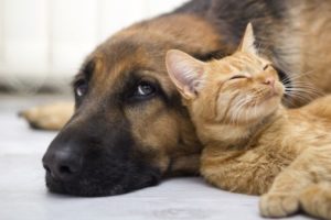 National Adopt a Shelter Pet Day: What You Need to Know About Pets and Pet Ownership