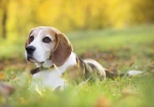 Lyme disease in dogs