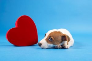 Bringing Awareness to Heart Disease in Dogs