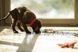 What You Need to Know About Intestinal Obstructions in Cats and Dogs