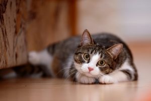 mount carmel animal hospital adopt a cat month