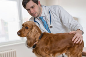 mt. carmel animal hospital leptospirosis