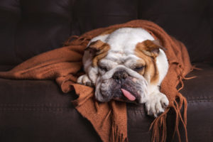 mt. carmel animal hospital recognize signs of pain in your pet