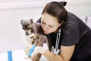 mt. carmel animal hospital veterinary technician 