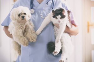 mt. carmel animal hospital national pet diabetes month