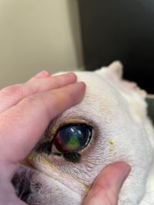 mt. carmel animal hospital corneal ulcers in dogs