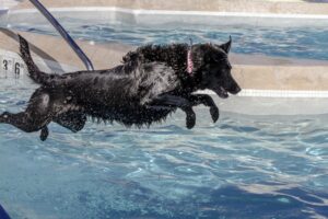 mt. carmel animal hospital canine rehabilitation