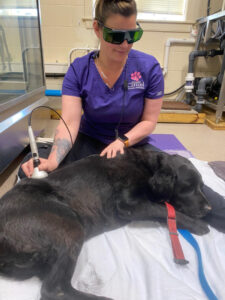 mt. carmel animal hospital electrical stimulation cold laser therapy