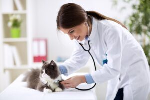 mt. carmel animal hospital heart disease in cats