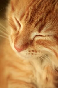 mt. carmel animal hospital national adopt a cat month