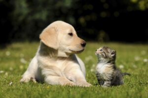 mt. carmel animal hospital first introduction between your cat and dog