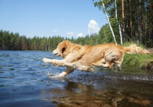 mt. carmel animal hospital heat safety