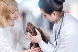 mt. carmel animal hospital ringworm pets