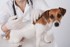 mt. carmel animal hospital national immunization awareness month