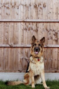 mount carmel animal hospital pain in dogs